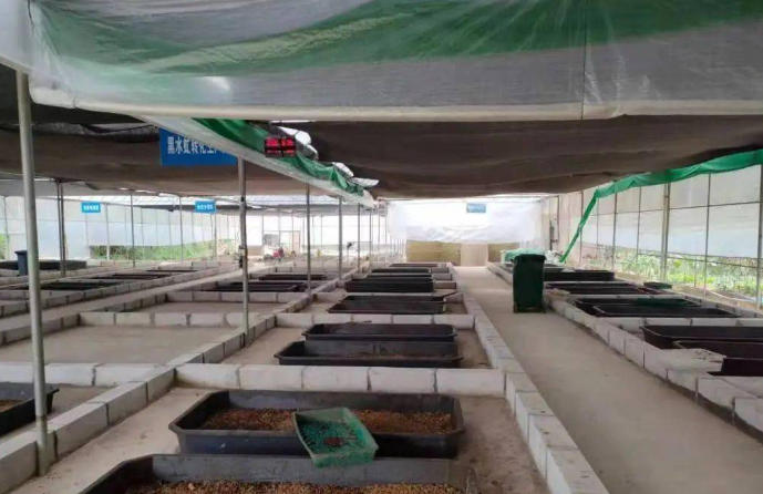 1762221460170471.jpg 黑水虻处理厨余垃圾.jpg